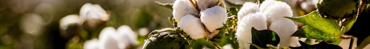 Linge de lit éco-responsable