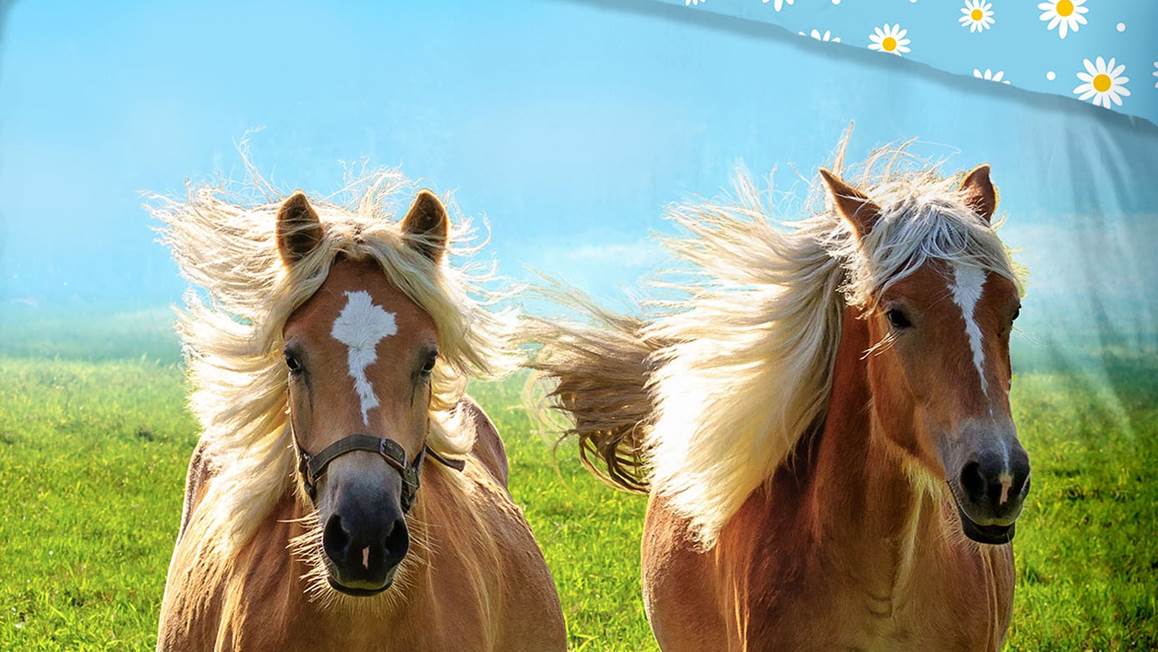 Good Morning Chevaux housse de couette multicolore