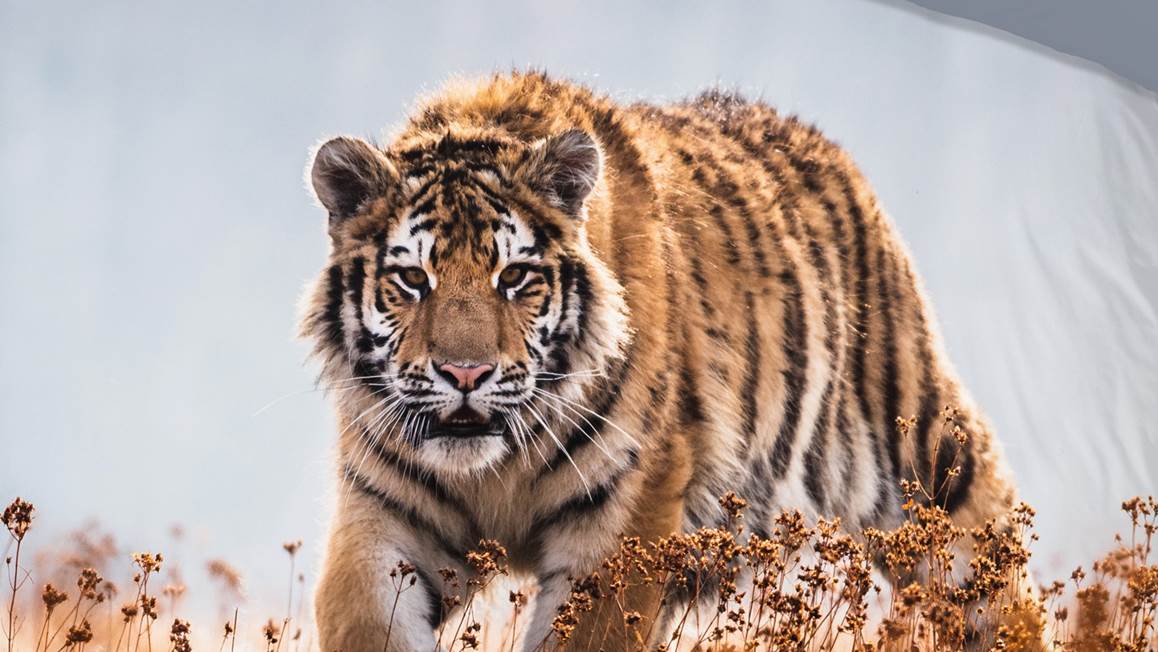 Good Morning Tigre housse de couette