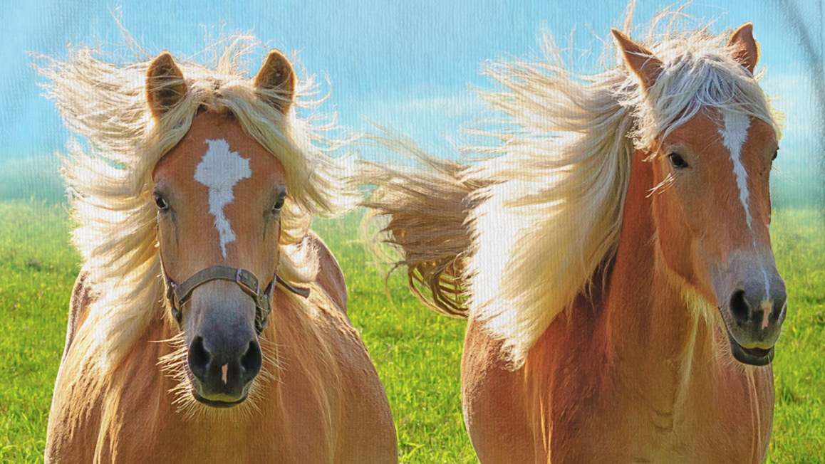 Good Morning Chevaux serviette de plage multicolore