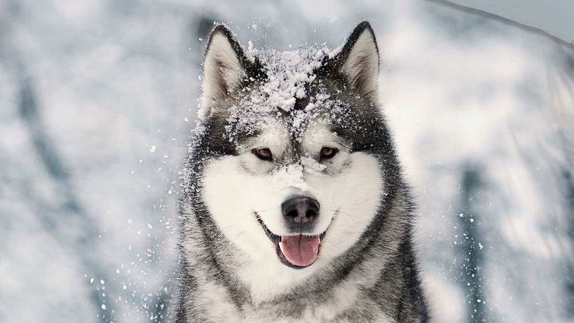 Good Morning Husky housse de couette en flanelle
