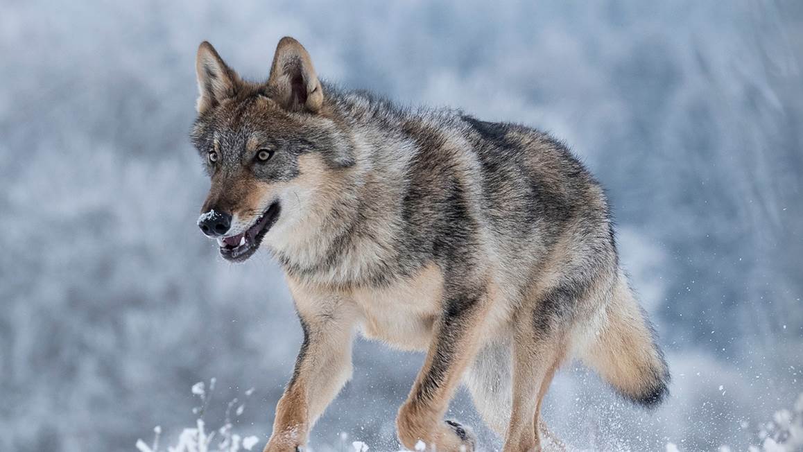 Good Morning Snow Wolf housse de couette