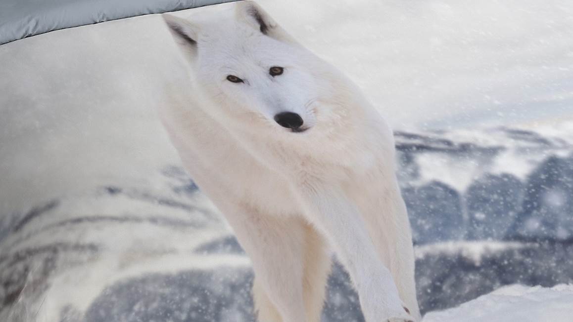 Pure Renard Blanc housse de couette