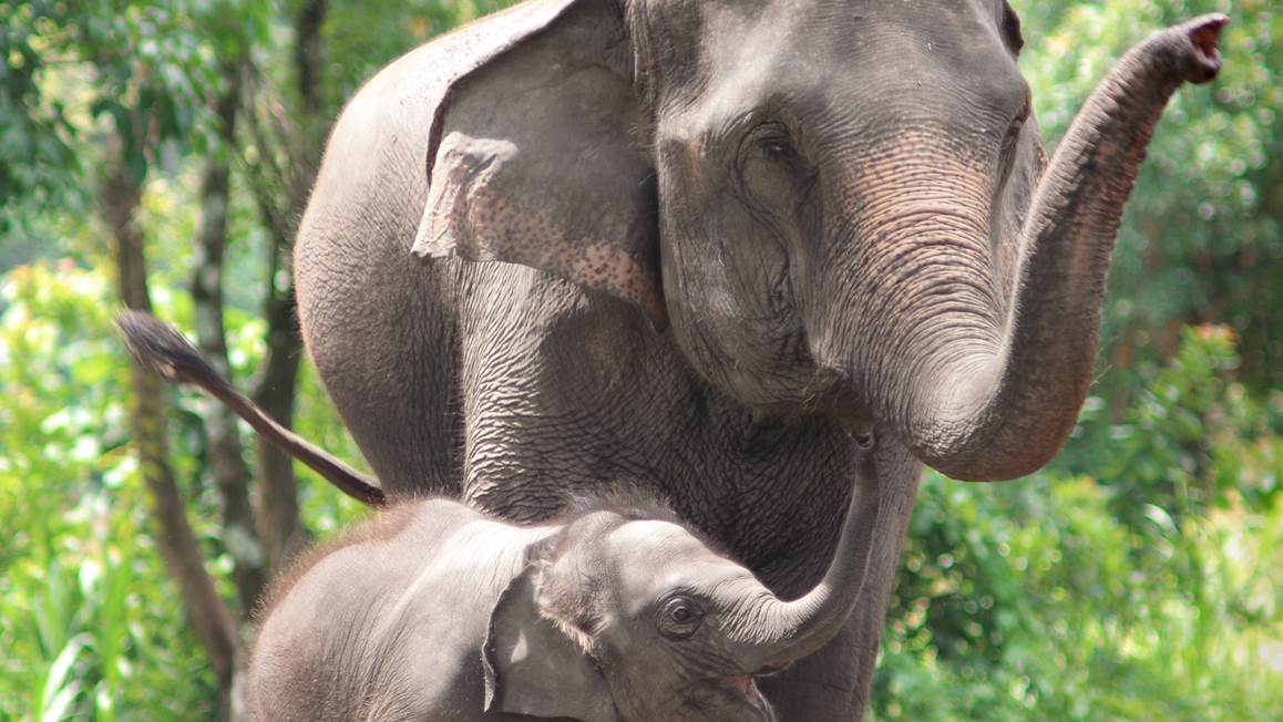 Good Morning Eléphants housse de couette