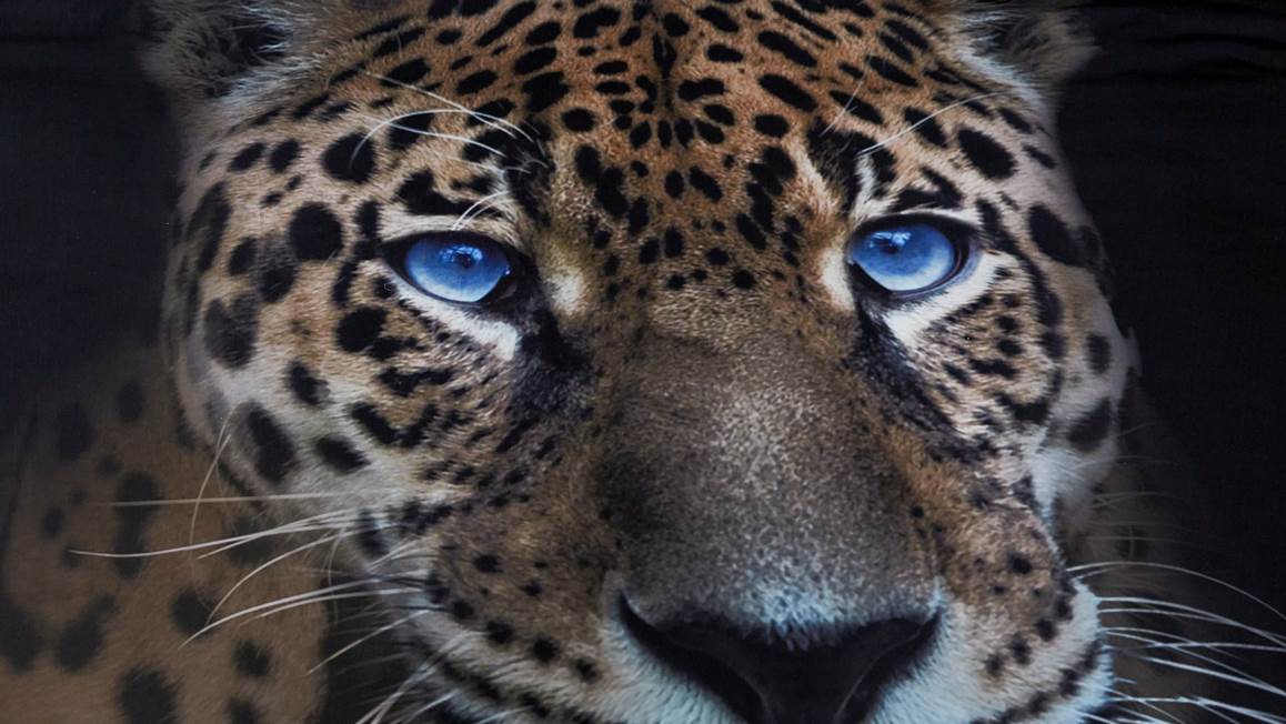 Senzai Wild Leopard housse de couette