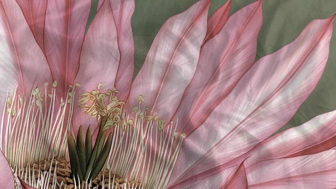 Heckettlane Mesa housse de couette