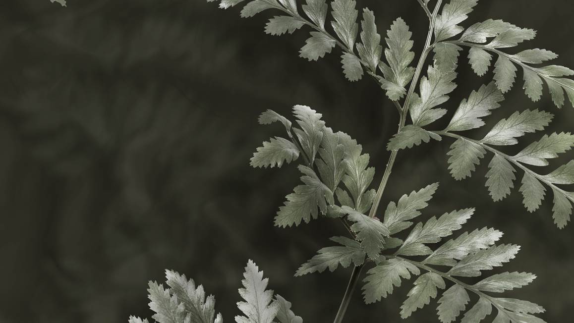 Heckettlane Rua housse de couette