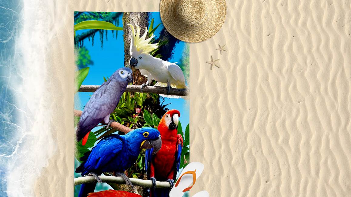 Papegaaien drap de plage