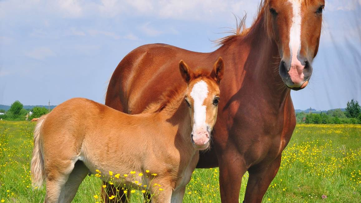 Snoozing Horses housse de couette en flanelle