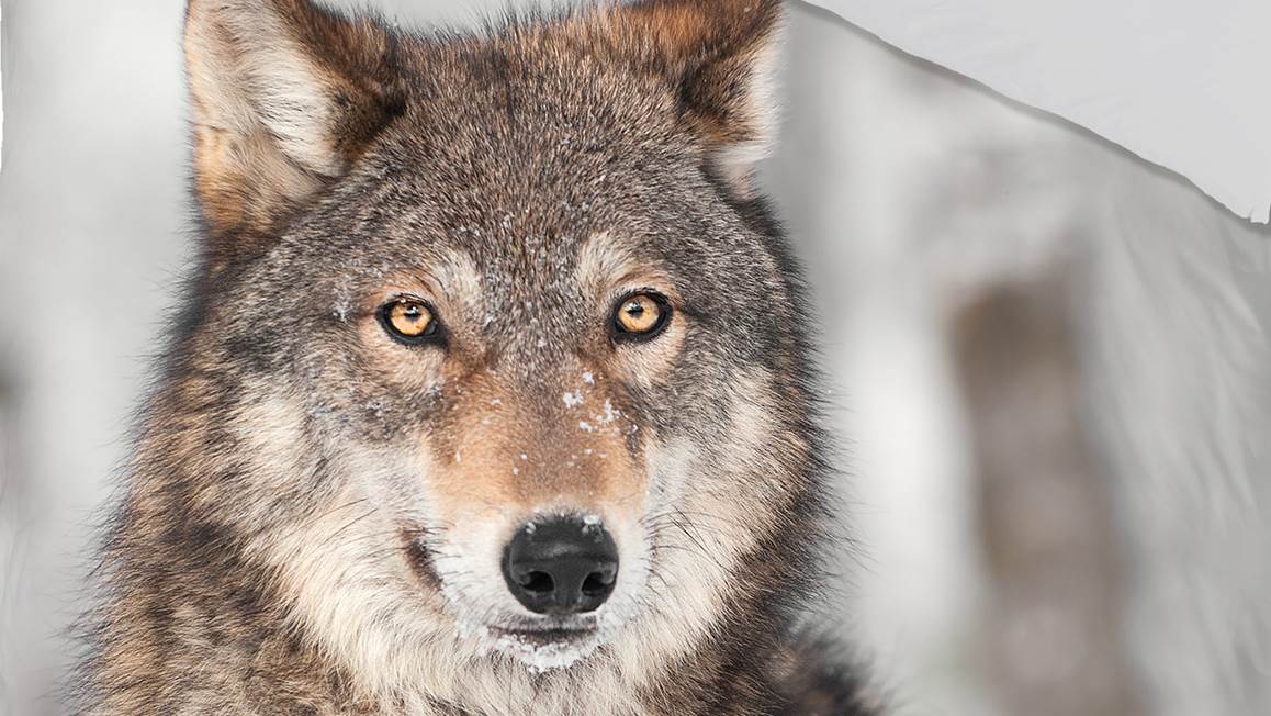 Good Morning Wolf housse de couette en flanelle