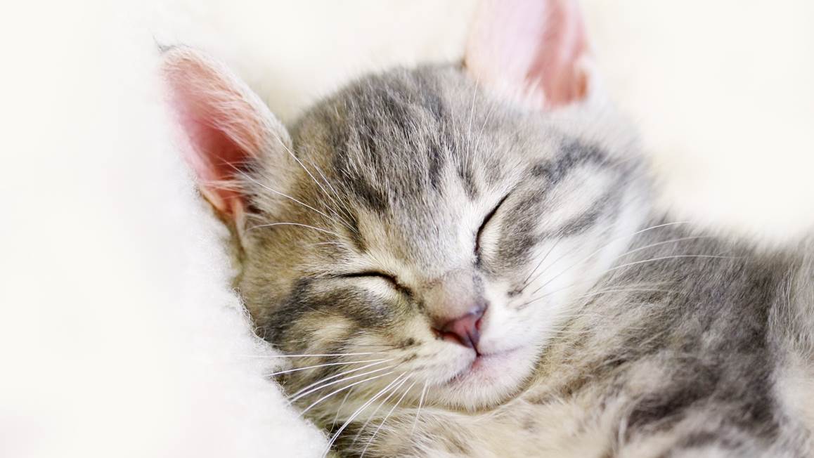 Snoozing Snooze housse de couette blanc cassé
