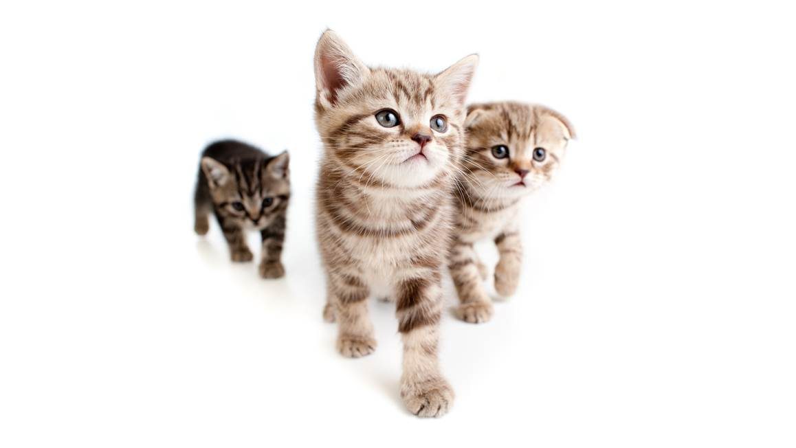 Snoozing Kittens housse de couette en flanelle multicolore