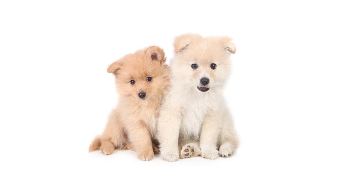 Snoozing Puppies housse de couette en flanelle multicolore