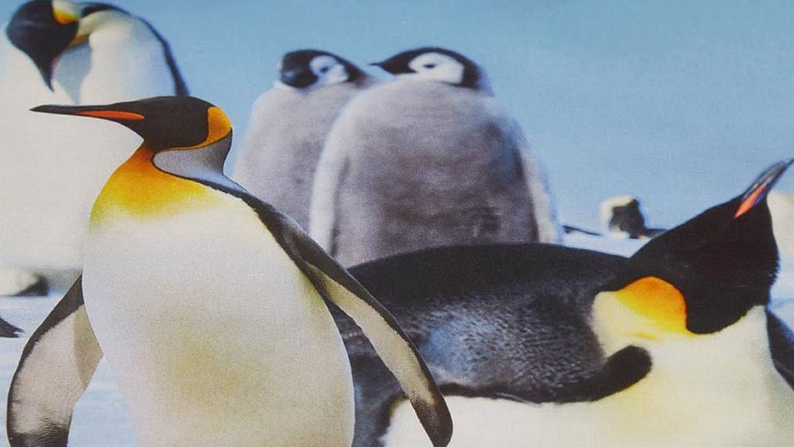 Beddinghouse Pingu housse de couette