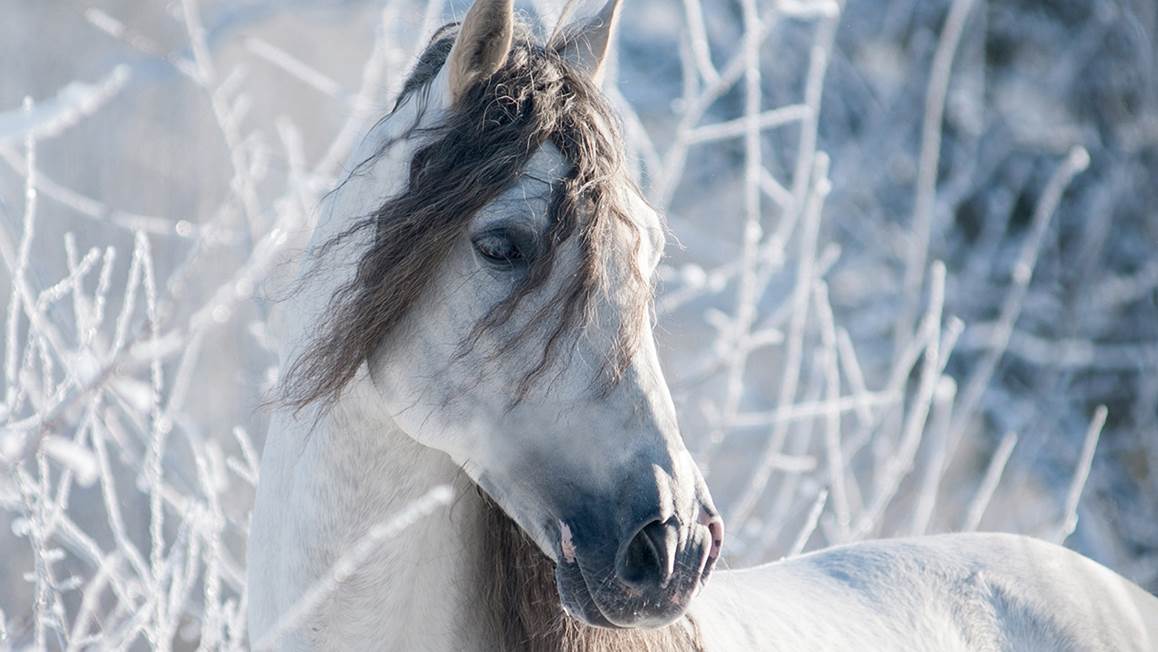 Good Morning White Horse housse de couette en flanelle