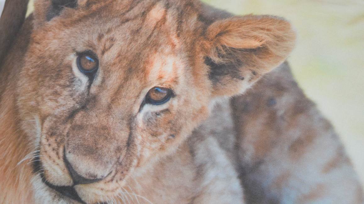 Snoozing Lion housse de couette