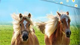 Good Morning Chevaux housse de couette multicolore
