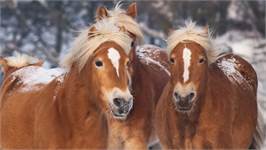 Good Morning Chevaux en Hiver housse de couette en flanelle