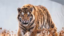 Good Morning Tigre housse de couette