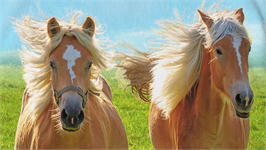 Good Morning Chevaux serviette de plage multicolore