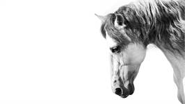 Snoozing Cheval Blanc housse de couette blanc