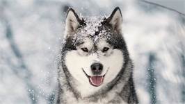 Good Morning Husky housse de couette en flanelle