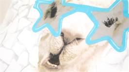 Little Monster No Drama Llama housse de couette
