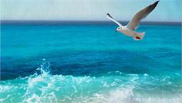 Good Morning Sealife serviette de plage