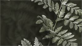 Heckettlane Rua housse de couette