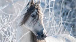 Good Morning White Horse housse de couette en flanelle