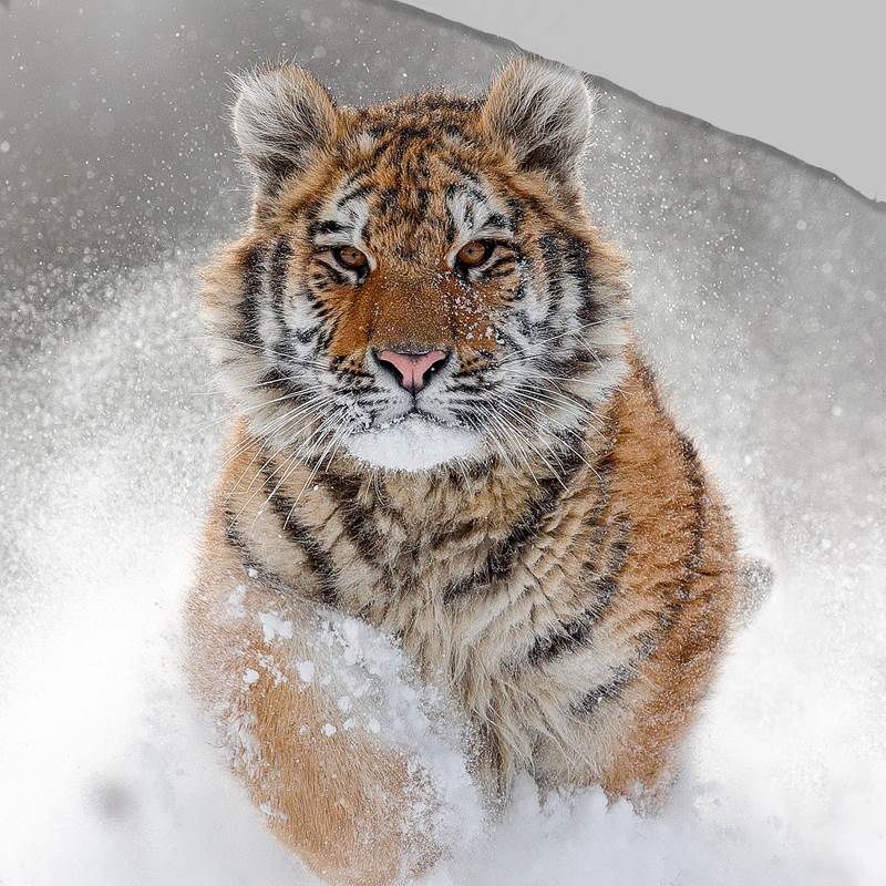 Good Morning Snow Tiger housse de couette en flanelle