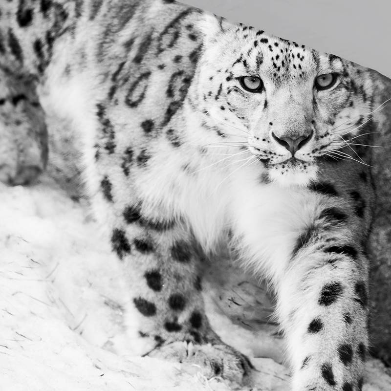 Pure Snow Leopard housse de couette