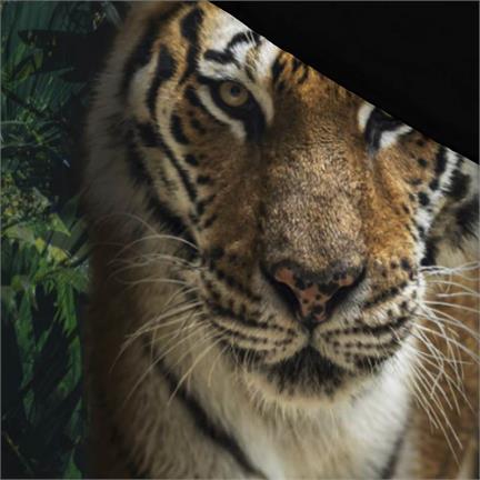 Senzai Tigre housse de couette